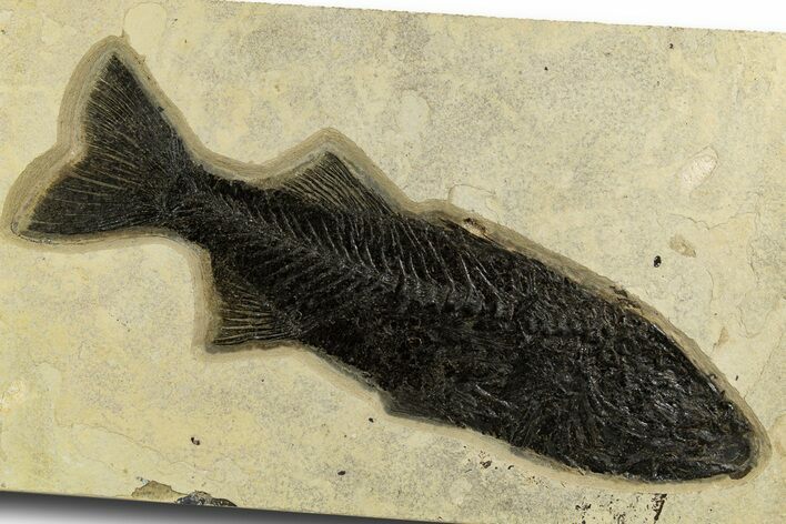 Uncommon Fish Fossil (Mioplosus) - Huge For Species! #327898